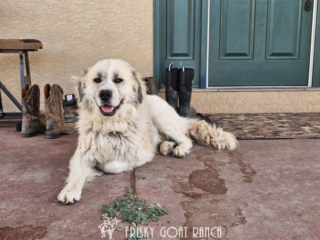 Colorado Mountain Dog IJR Cedar laying down on the front porch