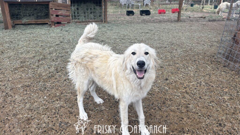 Caspian Mountain Dog Bailey